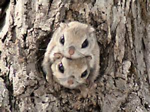 Japanese Flying Squirrels