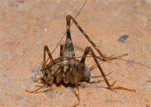 Camel Cricket
