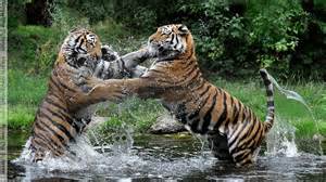 warring tigers