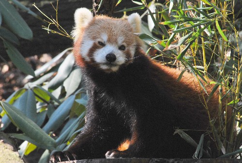 Red Panda at Bronx Zoo