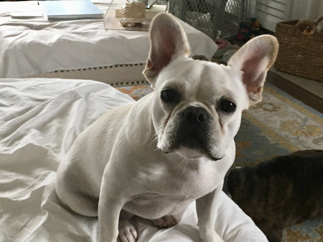 Twiggy, Lucy. Bailey