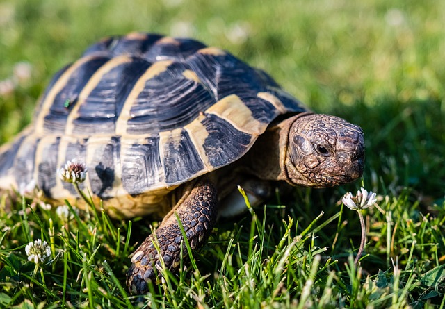 tortoise in grass field