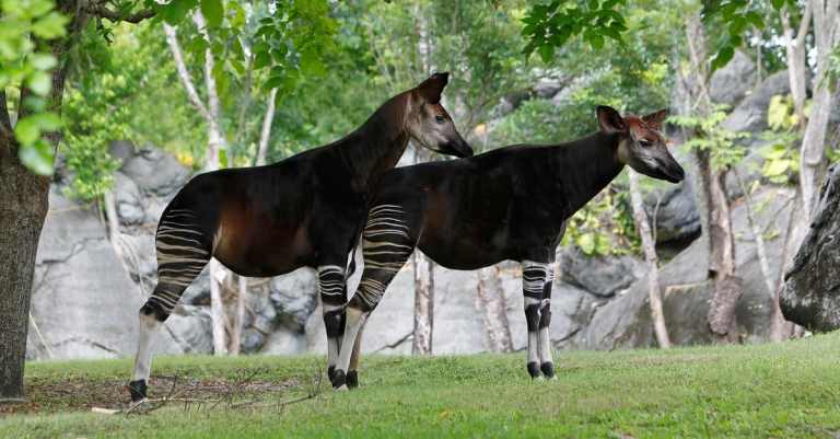 Okapi I Revisiting the Okapi: Ghost of the Forest | Legends of Windemere
