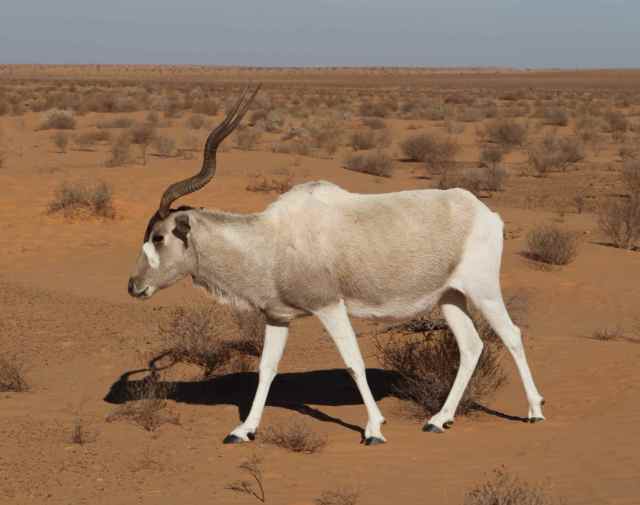 Highly Endangered Antelope: The Addax | Legends of Windemere