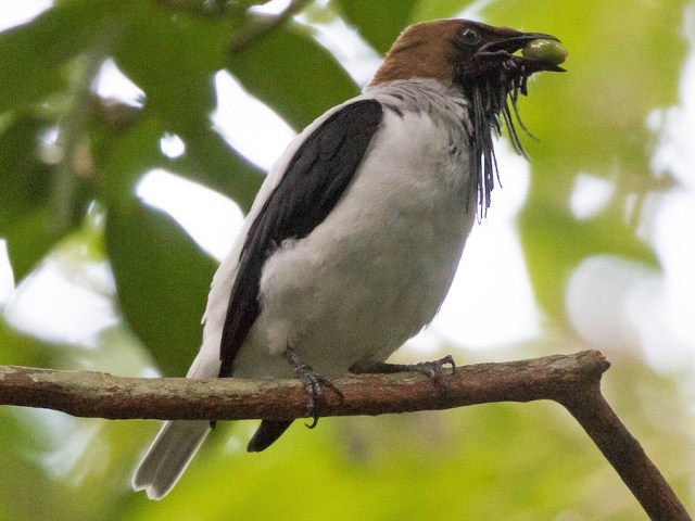 The Four Neotropical Bellbirds | Legends of Windemere