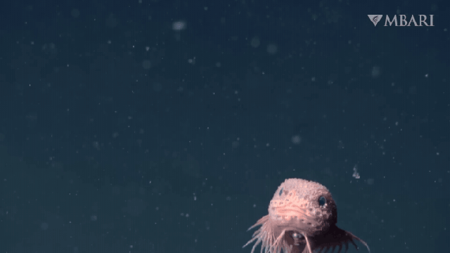 The Bumpy Snailfish | Legends of Windemere